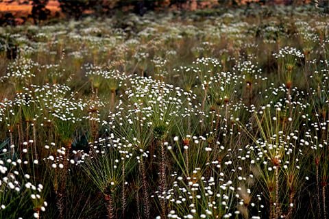 Brasil Amado Soluções Ambientais e Climáticas