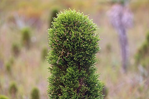 Brasil Amado Soluções Ambientais e Climáticas