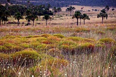Brasil Amado Soluções Ambientais e Climáticas