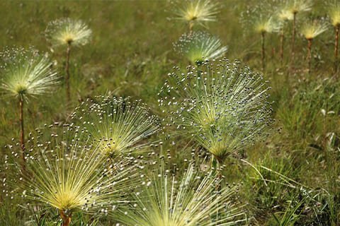 Brasil Amado Soluções Ambientais e Climáticas