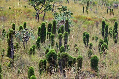 Brasil Amado Soluções Ambientais e Climáticas