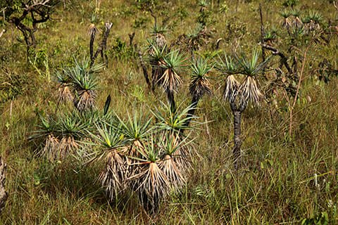 Brasil Amado Soluções Ambientais e Climáticas