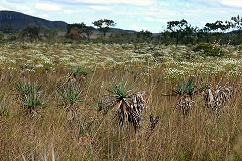 Brasil Amado Soluções Ambientais e Climáticas