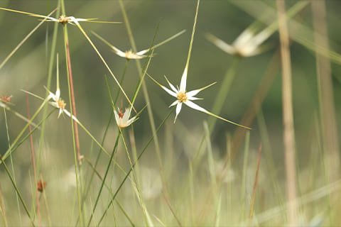 Brasil Amado Soluções Ambientais e Climáticas