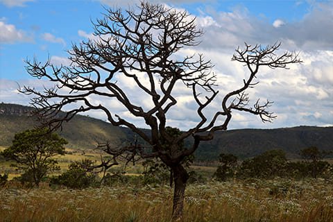 Brasil Amado Soluções Ambientais e Climáticas