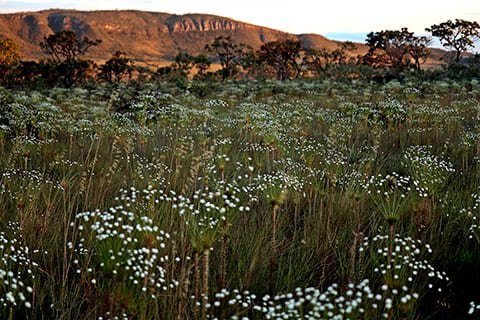 Brasil Amado Soluções Ambientais e Climáticas