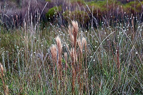 Brasil Amado Soluções Ambientais e Climáticas