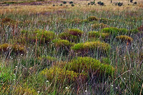 Brasil Amado Soluções Ambientais e Climáticas